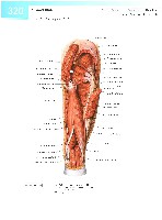 Sobotta  Atlas of Human Anatomy  Trunk, Viscera,Lower Limb Volume2 2006, page 327